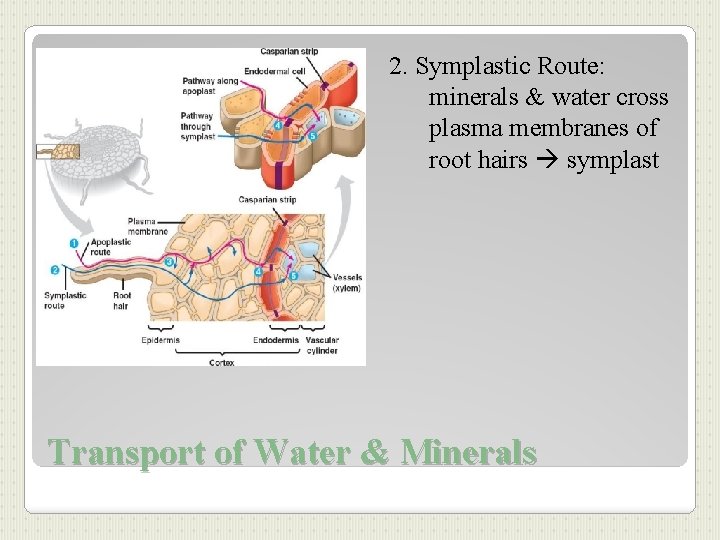 2. Symplastic Route: minerals & water cross plasma membranes of root hairs symplast Transport