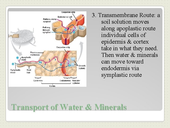 3. Transmembrane Route: a soil solution moves along apoplastic route individual cells of epidermis