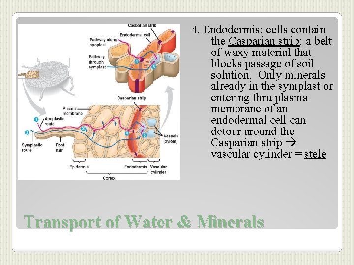 4. Endodermis: cells contain the Casparian strip: a belt of waxy material that blocks