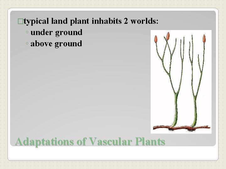 �typical land plant inhabits 2 worlds: ◦ under ground ◦ above ground Adaptations of