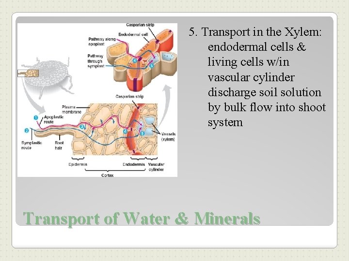 5. Transport in the Xylem: endodermal cells & living cells w/in vascular cylinder discharge