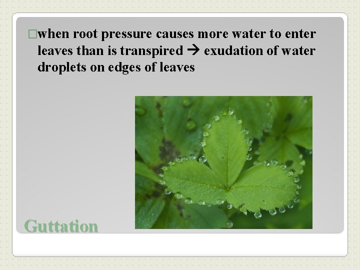 �when root pressure causes more water to enter leaves than is transpired exudation of