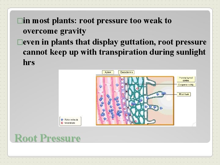 �in most plants: root pressure too weak to overcome gravity �even in plants that