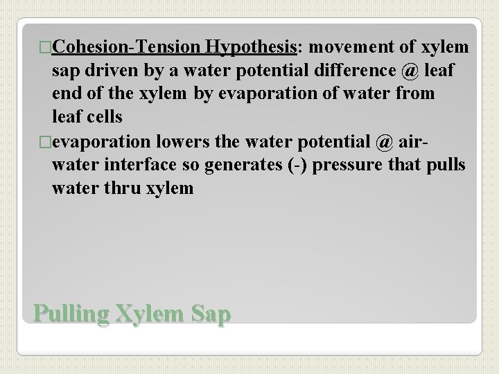 �Cohesion-Tension Hypothesis: movement of xylem sap driven by a water potential difference @ leaf