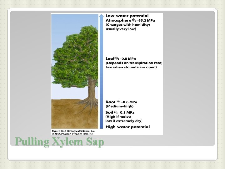 Pulling Xylem Sap 