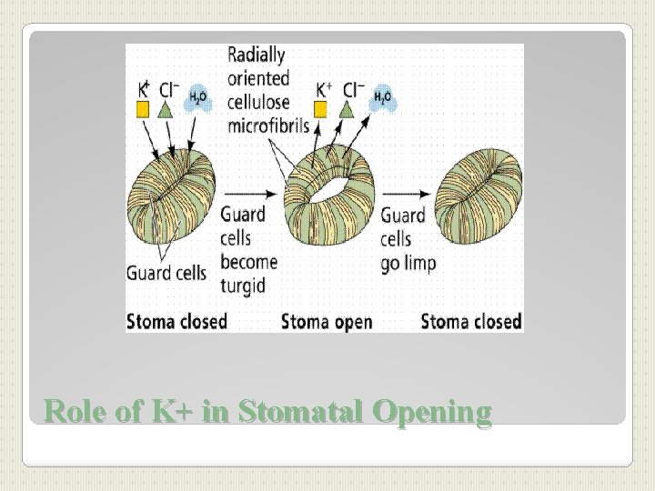 Role of K+ in Stomatal Opening 