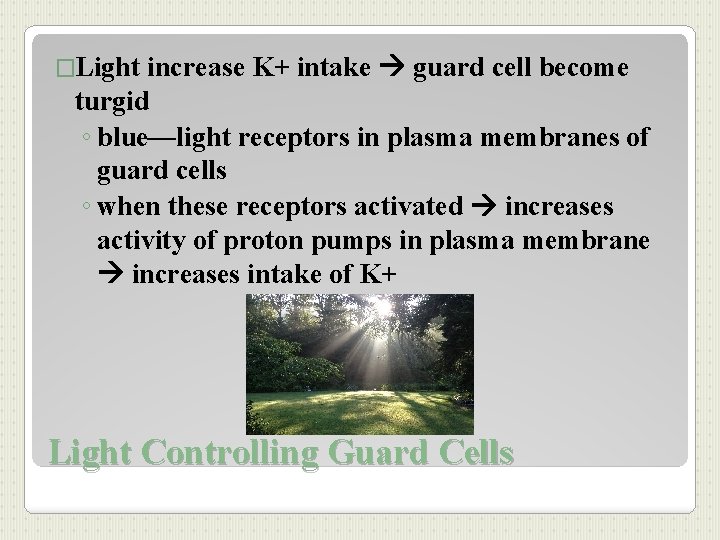 increase K+ intake guard cell become turgid ◦ blue—light receptors in plasma membranes of