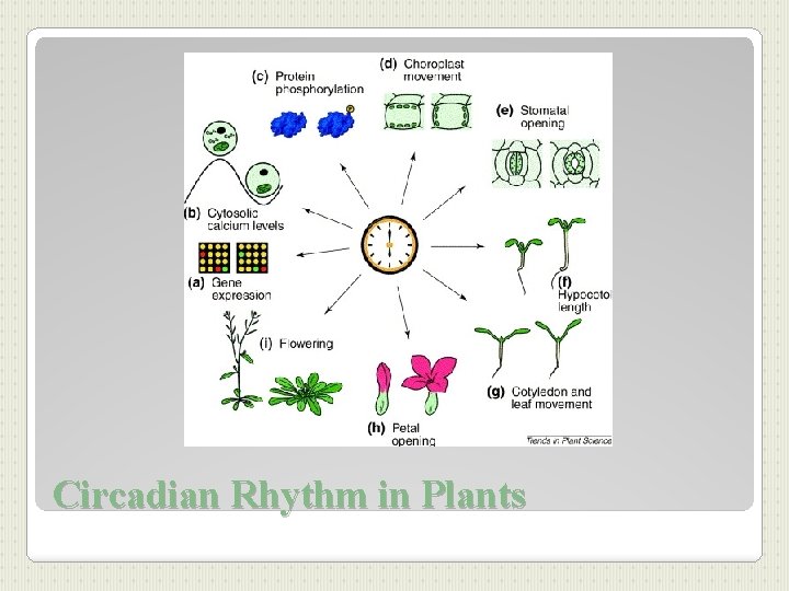 Circadian Rhythm in Plants 