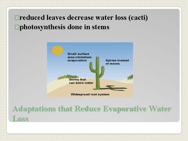 �reduced leaves decrease water loss (cacti) �photosynthesis done in stems Adaptations that Reduce Evaporative