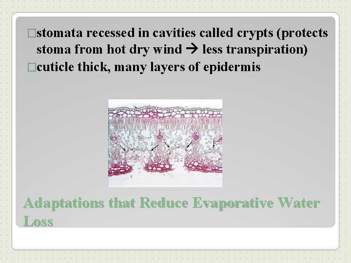 �stomata recessed in cavities called crypts (protects stoma from hot dry wind less transpiration)