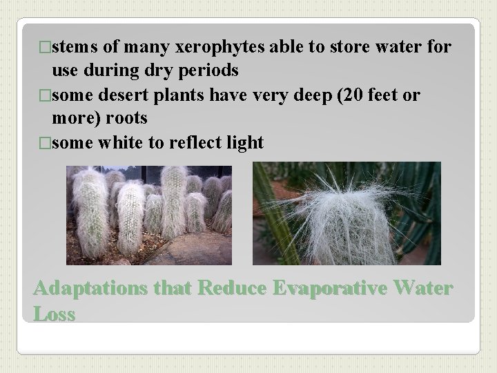 �stems of many xerophytes able to store water for use during dry periods �some