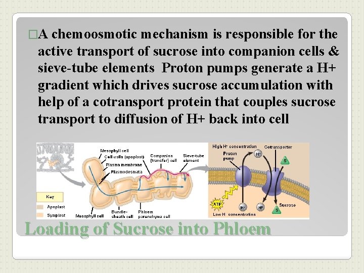 �A chemoosmotic mechanism is responsible for the active transport of sucrose into companion cells