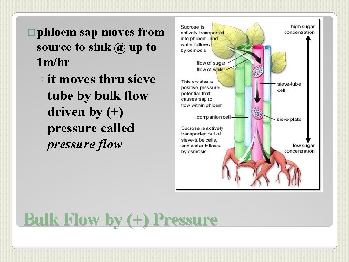 �phloem sap moves from source to sink @ up to 1 m/hr ◦ it