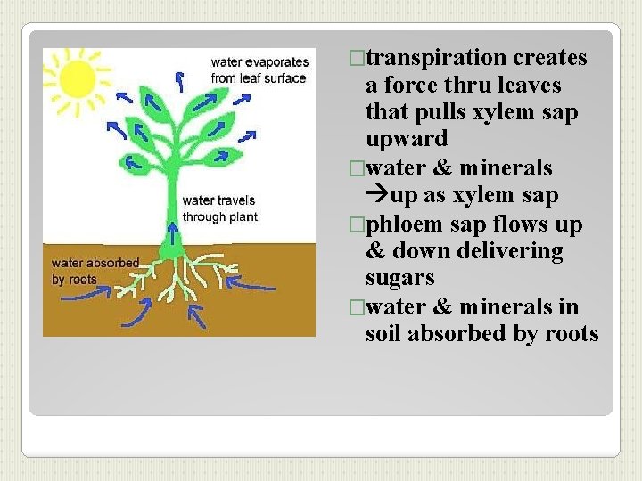 �transpiration creates a force thru leaves that pulls xylem sap upward �water & minerals