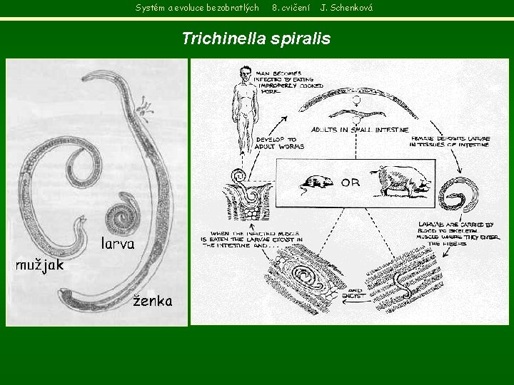 Systém a evoluce bezobratlých 8. cvičení J. Schenková Trichinella spiralis 