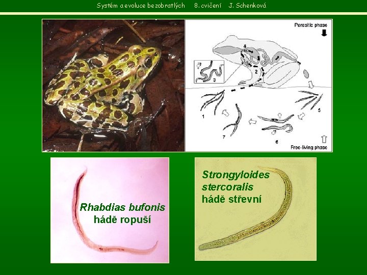 Systém a evoluce bezobratlých Rhabdias bufonis hádě ropuší 8. cvičení J. Schenková Strongyloides stercoralis