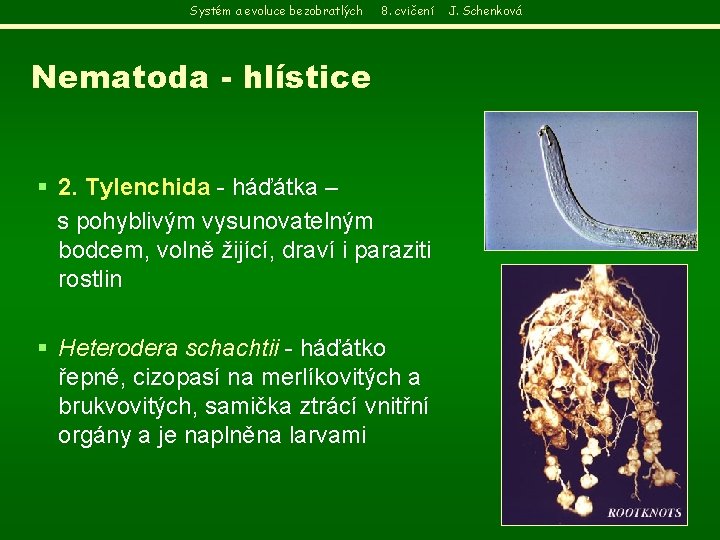 Systém a evoluce bezobratlých 8. cvičení Nematoda - hlístice § 2. Tylenchida - háďátka