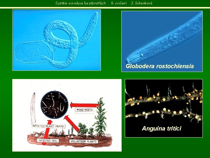 Systém a evoluce bezobratlých 8. cvičení J. Schenková Globodera rostochiensis Anguina tritici 