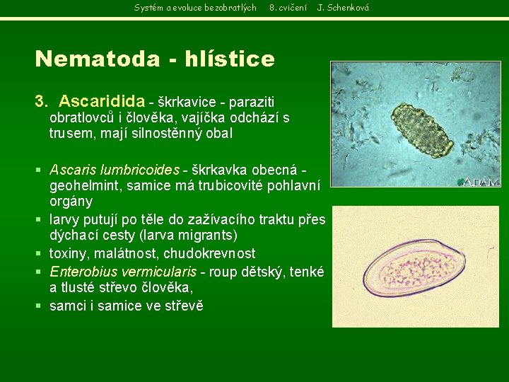 Systém a evoluce bezobratlých 8. cvičení J. Schenková Nematoda - hlístice 3. Ascaridida -