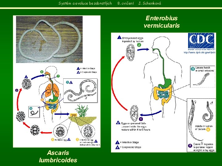Systém a evoluce bezobratlých 8. cvičení J. Schenková Enterobius vermicularis Ascaris lumbricoides 