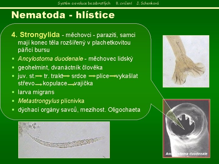 Systém a evoluce bezobratlých 8. cvičení J. Schenková Nematoda - hlístice 4. Strongylida -