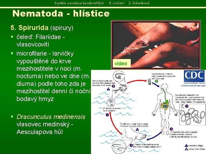 Systém a evoluce bezobratlých 8. cvičení Nematoda - hlístice 5. Spirurida (spirury) § čeleď: