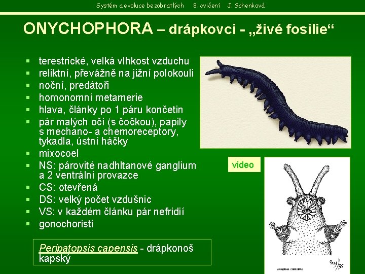 Systém a evoluce bezobratlých 8. cvičení J. Schenková ONYCHOPHORA – drápkovci - „živé fosilie“