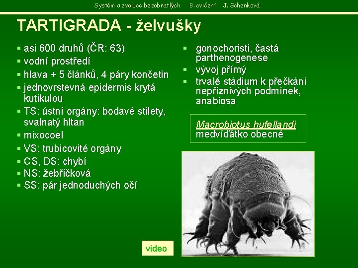 Systém a evoluce bezobratlých 8. cvičení J. Schenková TARTIGRADA - želvušky § asi 600