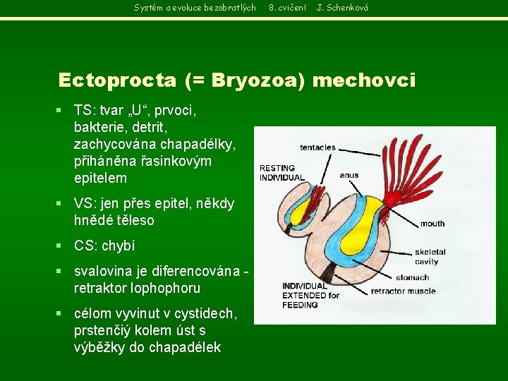 Systém a evoluce bezobratlých 8. cvičení J. Schenková Ectoprocta (= Bryozoa) mechovci § TS: