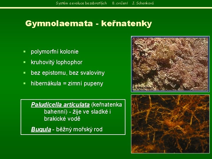 Systém a evoluce bezobratlých 8. cvičení J. Schenková Gymnolaemata - keřnatenky § polymorfní kolonie