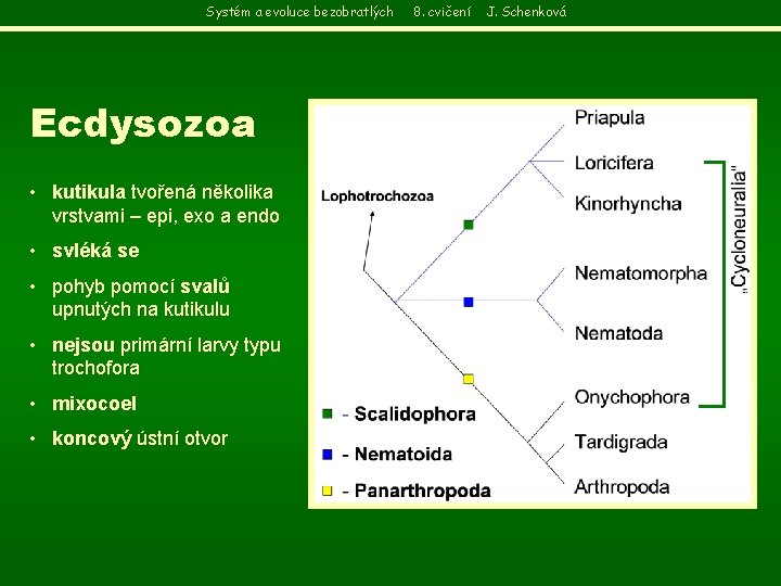 Systém a evoluce bezobratlých Ecdysozoa • kutikula tvořená několika vrstvami – epi, exo a