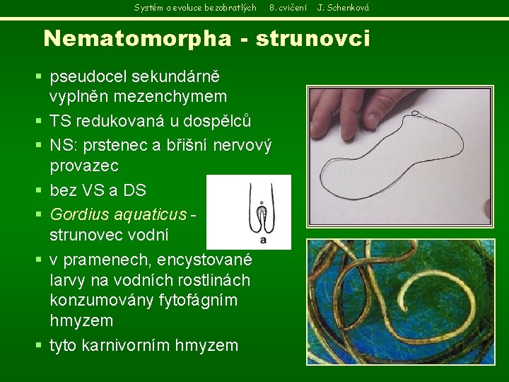 Systém a evoluce bezobratlých 8. cvičení J. Schenková Nematomorpha - strunovci § pseudocel sekundárně