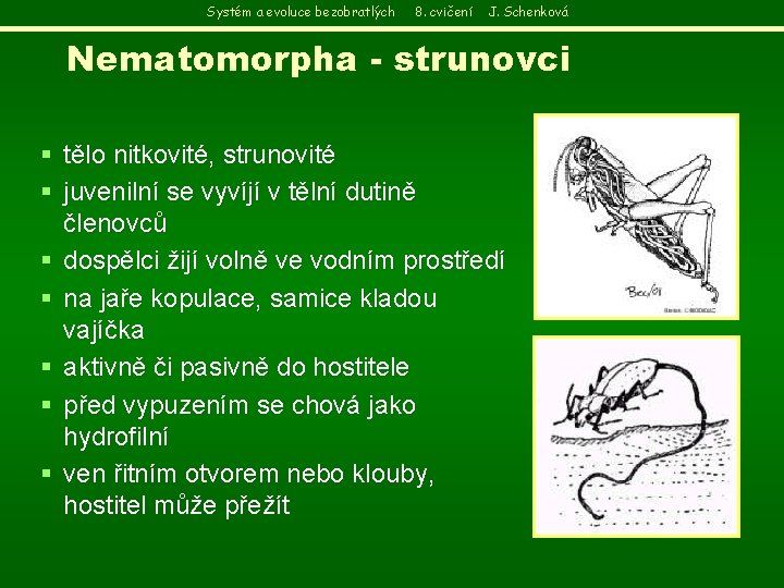 Systém a evoluce bezobratlých 8. cvičení J. Schenková Nematomorpha - strunovci § tělo nitkovité,