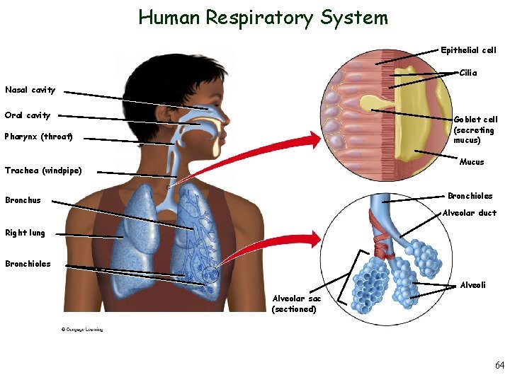 Human Respiratory System Epithelial cell Cilia Nasal cavity Oral cavity Goblet cell (secreting mucus)
