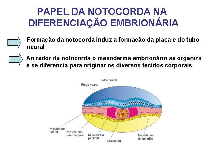 PAPEL DA NOTOCORDA NA DIFERENCIAÇÃO EMBRIONÁRIA Formação da notocorda induz a formação da placa