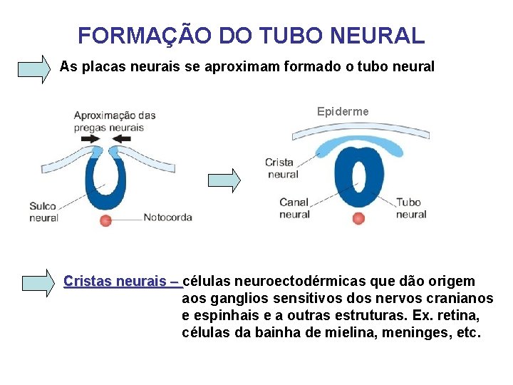 FORMAÇÃO DO TUBO NEURAL As placas neurais se aproximam formado o tubo neural Epiderme