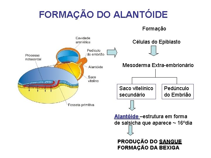 FORMAÇÃO DO ALANTÓIDE Formação Células do Epiblasto Mesoderma Extra-embrionário Saco vitelínico secundário Pedúnculo do