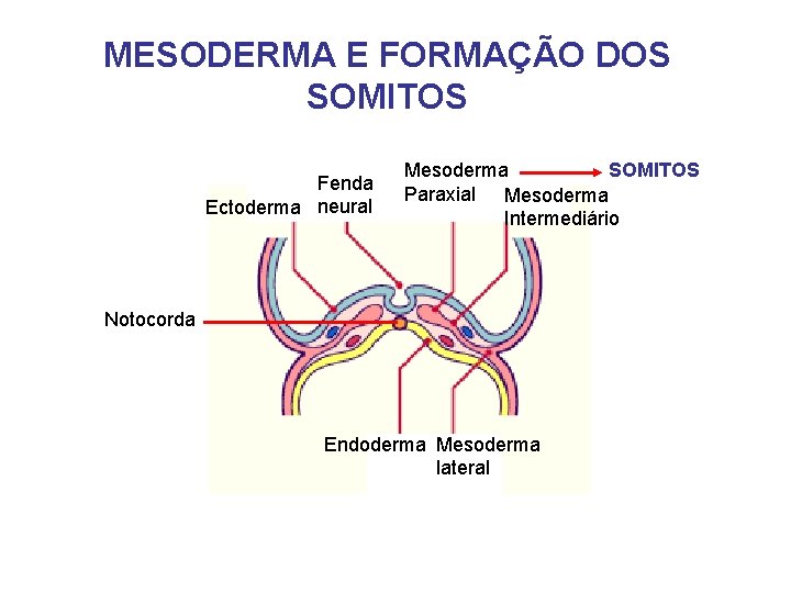 MESODERMA E FORMAÇÃO DOS SOMITOS Fenda Ectoderma neural SOMITOS Mesoderma Paraxial Mesoderma Intermediário Notocorda
