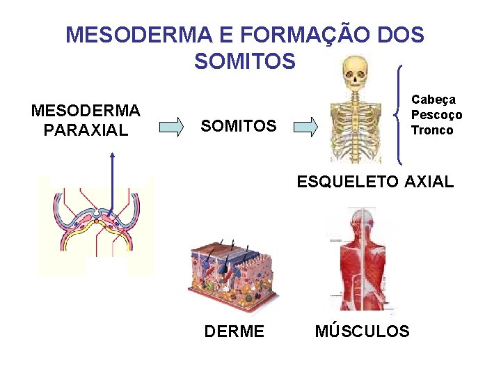 MESODERMA E FORMAÇÃO DOS SOMITOS MESODERMA PARAXIAL Cabeça Pescoço Tronco SOMITOS ESQUELETO AXIAL DERME