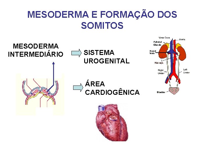 MESODERMA E FORMAÇÃO DOS SOMITOS MESODERMA INTERMEDIÁRIO SISTEMA UROGENITAL ÁREA CARDIOGÊNICA 