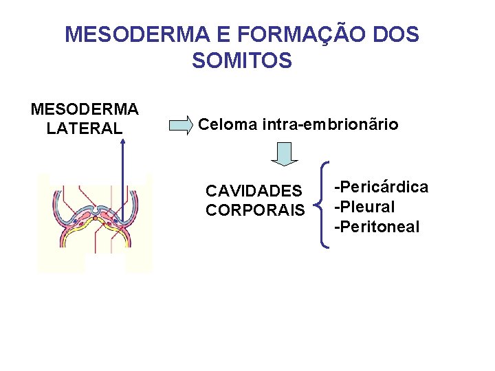 MESODERMA E FORMAÇÃO DOS SOMITOS MESODERMA LATERAL Celoma intra-embrionãrio CAVIDADES CORPORAIS -Pericárdica -Pleural -Peritoneal
