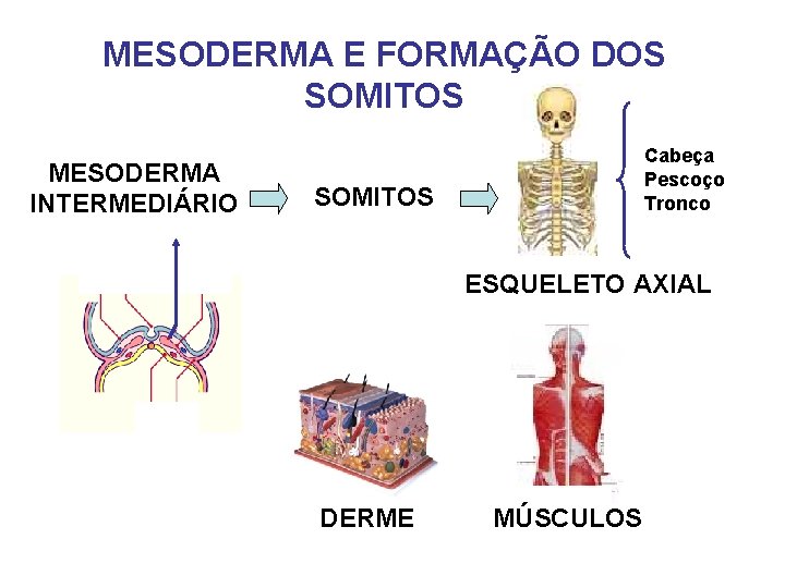 MESODERMA E FORMAÇÃO DOS SOMITOS MESODERMA INTERMEDIÁRIO Cabeça Pescoço Tronco SOMITOS ESQUELETO AXIAL DERME