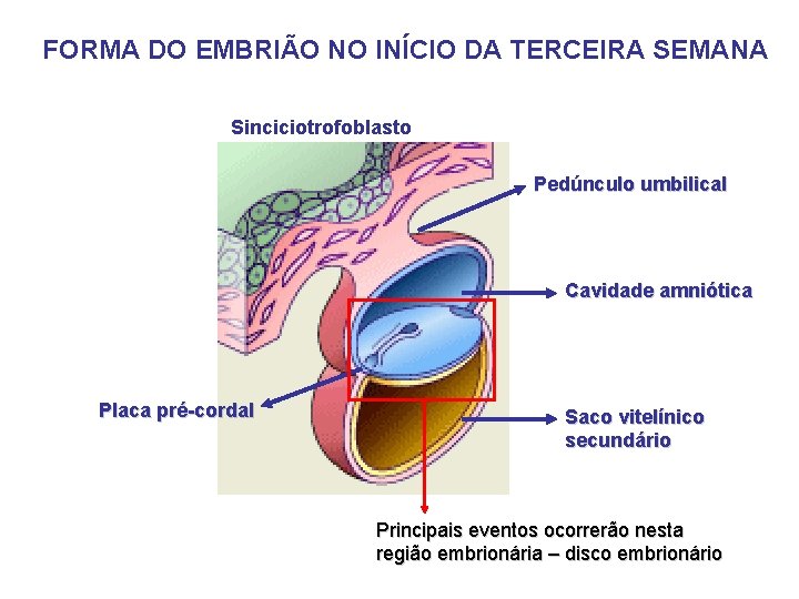 FORMA DO EMBRIÃO NO INÍCIO DA TERCEIRA SEMANA Sinciciotrofoblasto Pedúnculo umbilical Cavidade amniótica Placa