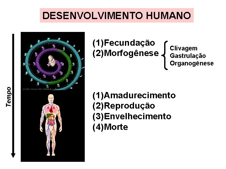 DESENVOLVIMENTO HUMANO Tempo (1) Fecundação (2) Morfogênese Clivagem Gastrulação Organogênese (1) Amadurecimento (2) Reprodução