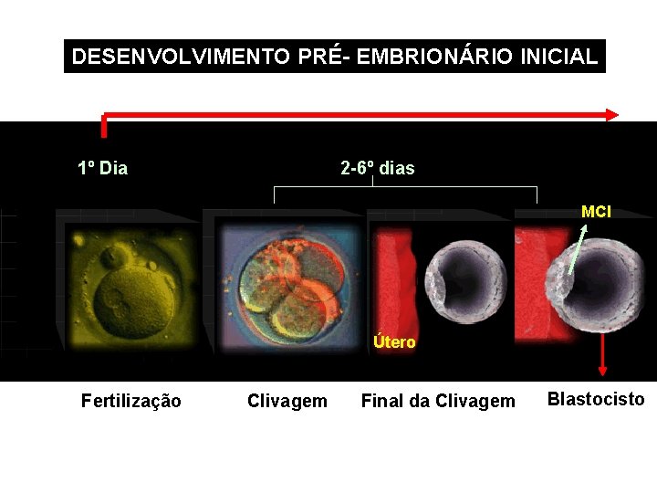 DESENVOLVIMENTO PRÉ- EMBRIONÁRIO INICIAL 1º Dia 2 -6º dias MCI Útero Fertilização Clivagem Final