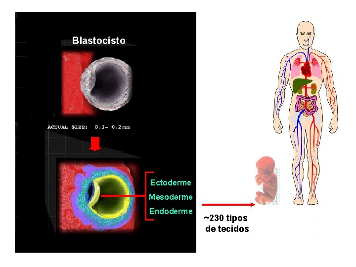 Blastocisto Ectoderme Mesoderme Endoderme ~230 tipos de tecidos 