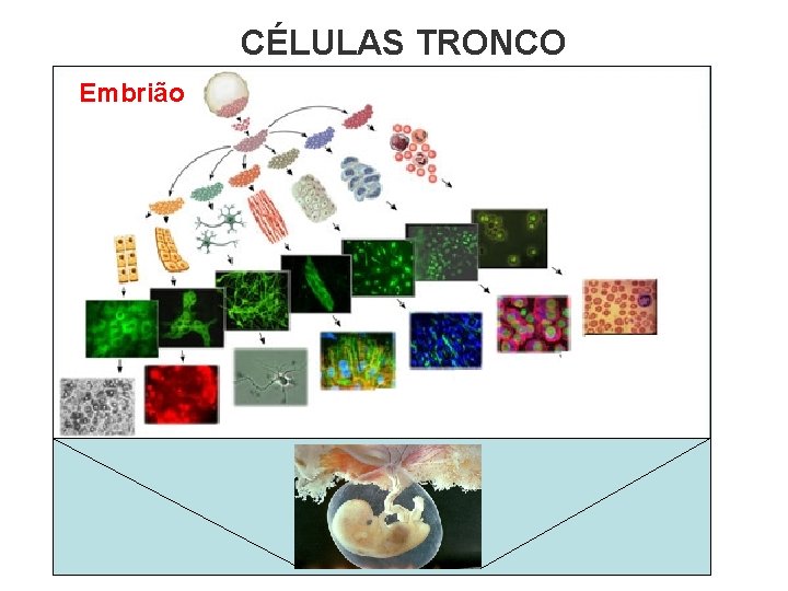 CÉLULAS TRONCO Embrião 