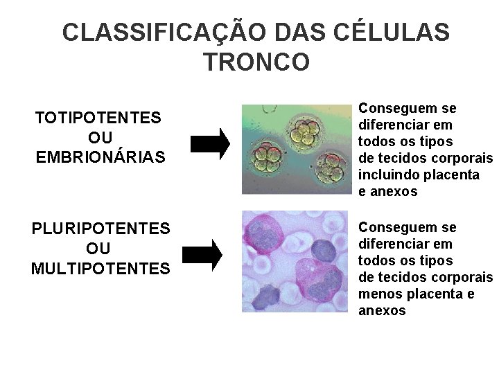 CLASSIFICAÇÃO DAS CÉLULAS TRONCO TOTIPOTENTES OU EMBRIONÁRIAS PLURIPOTENTES OU MULTIPOTENTES Conseguem se diferenciar em