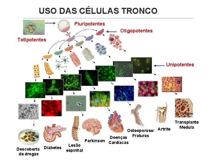 USO DAS CÉLULAS TRONCO Pluripotentes Oligopotentes Totipotentes Unipotentes Osteoporose/ Artrite Doenças Fraturas Descoberta Diabetes