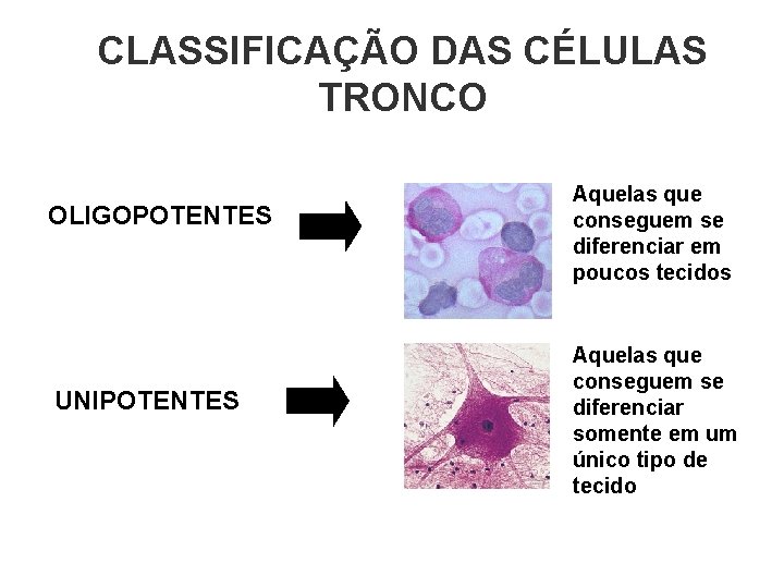 CLASSIFICAÇÃO DAS CÉLULAS TRONCO OLIGOPOTENTES UNIPOTENTES Aquelas que conseguem se diferenciar em poucos tecidos